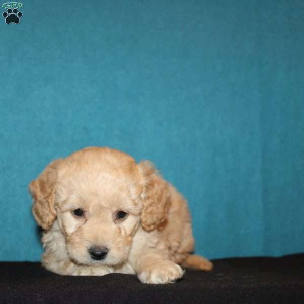 Brianna, Mini Goldendoodle Puppy